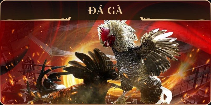 bet 88 đá gà trực tiếp campuchia