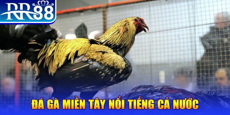 bet 88 đá gà 88