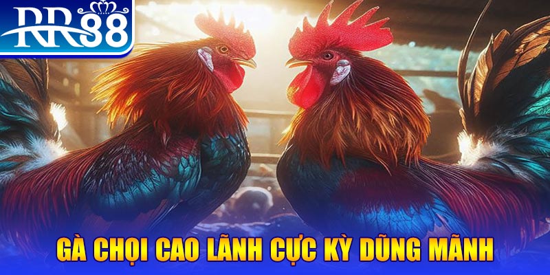 bet 88 đăng nhập poker live